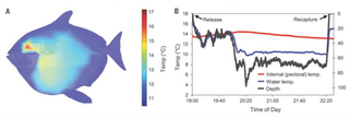 Illustration for article titled Behold The First Fully Warm-Blooded Fish Known To Science